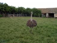 Нові Бутори з panoramio.com