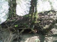 Бухарів з panoramio.com