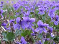 Кам'янка з panoramio.com