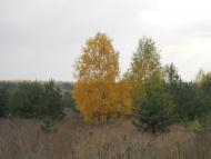 Струмок з panoramio.com