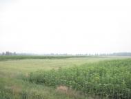 Шевченкове з panoramio.com