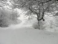 Карпи з panoramio.com