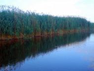 Доброолександрівка з panoramio.com