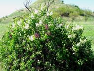 Садовий з panoramio.com