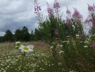 Франкопіль з panoramio.com