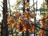 Малійки з panoramio.com