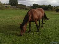 Заріччя з panoramio.com