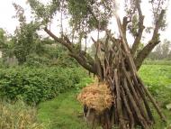 Дмитрівка з panoramio.com