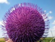 Михайлівка з panoramio.com