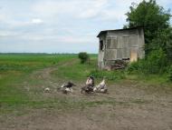 Половинники з panoramio.com