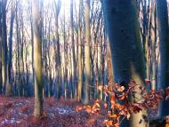 Демня з panoramio.com