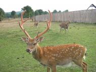 Нанково з panoramio.com