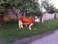 Рижівка з panoramio.com