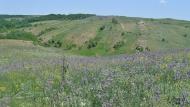 Русько-Орлівка з panoramio.com - Русско-Орловка
