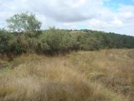 Строгонівка з panoramio.com