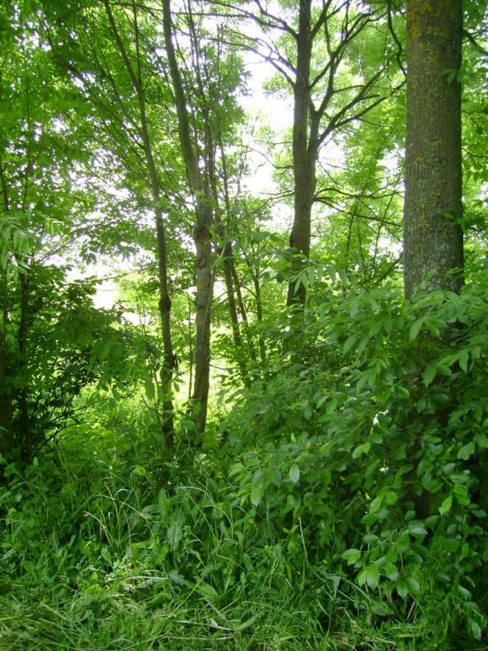 Думенки з panoramio.com - Думенки