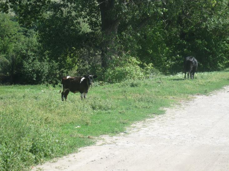 Грузьке з panoramio.com - Грузьке