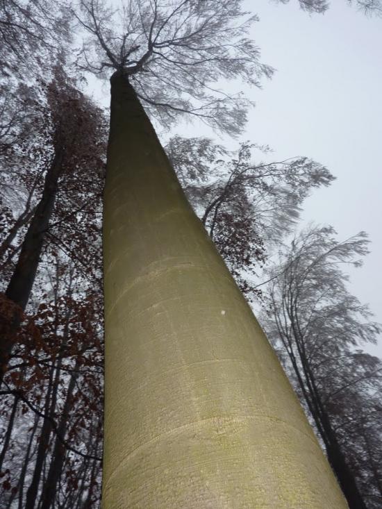 Нижнє Солотвино з panoramio.com - Нижнее Солотвино
