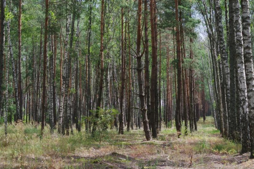 Дубровиця з panoramio.com - Дубровица