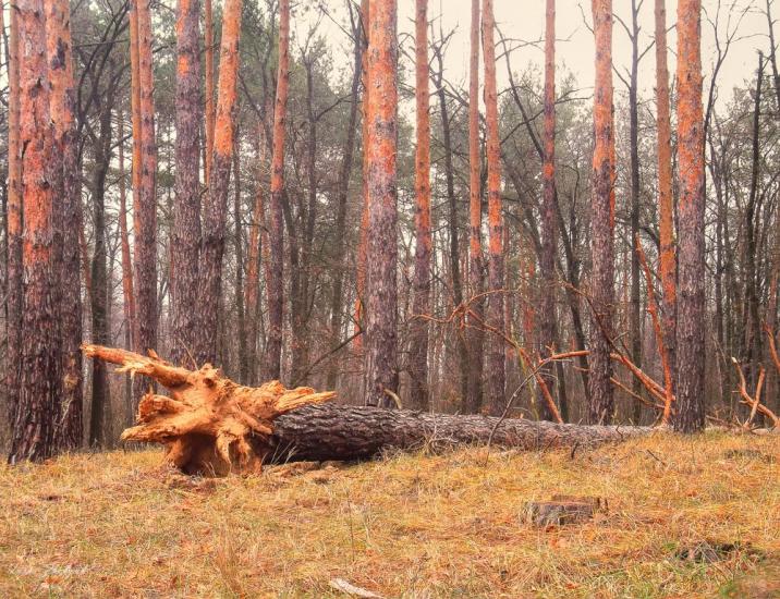 Кримка з panoramio.com - Кримка