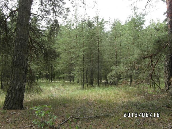 Скрипаї з panoramio.com - Скрипаи