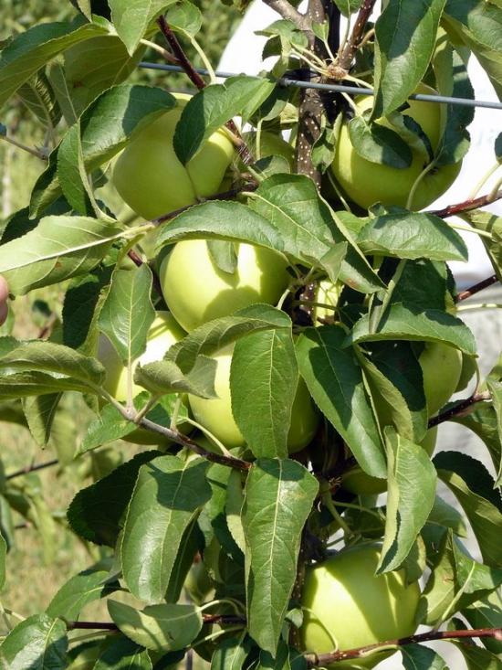 Вознесенка з panoramio.com - Вознесенка