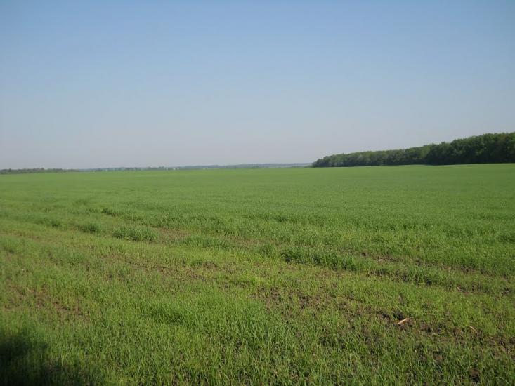Кошляки з panoramio.com - Кошляки