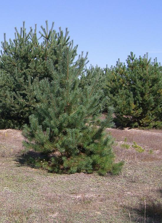 Вівчицьк з panoramio.com - Вовчицк