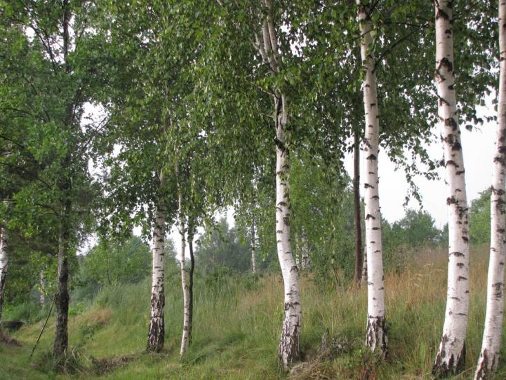 Кам'янка з panoramio.com - Камянка