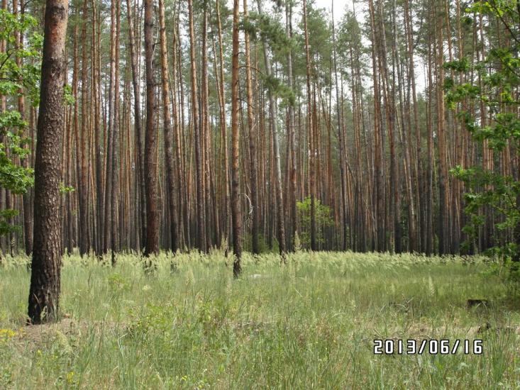 Стара Гнилиця з panoramio.com - Старая Гнилица
