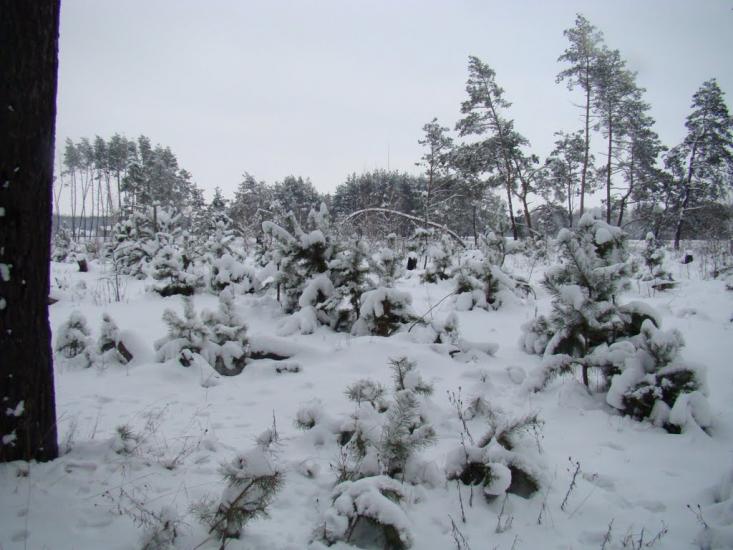Рокитне з panoramio.com - Ракитное