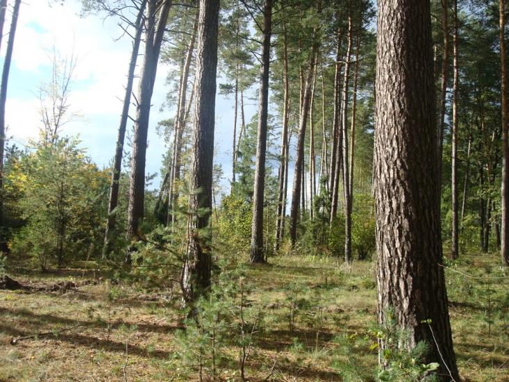 Славута з panoramio.com - Славута