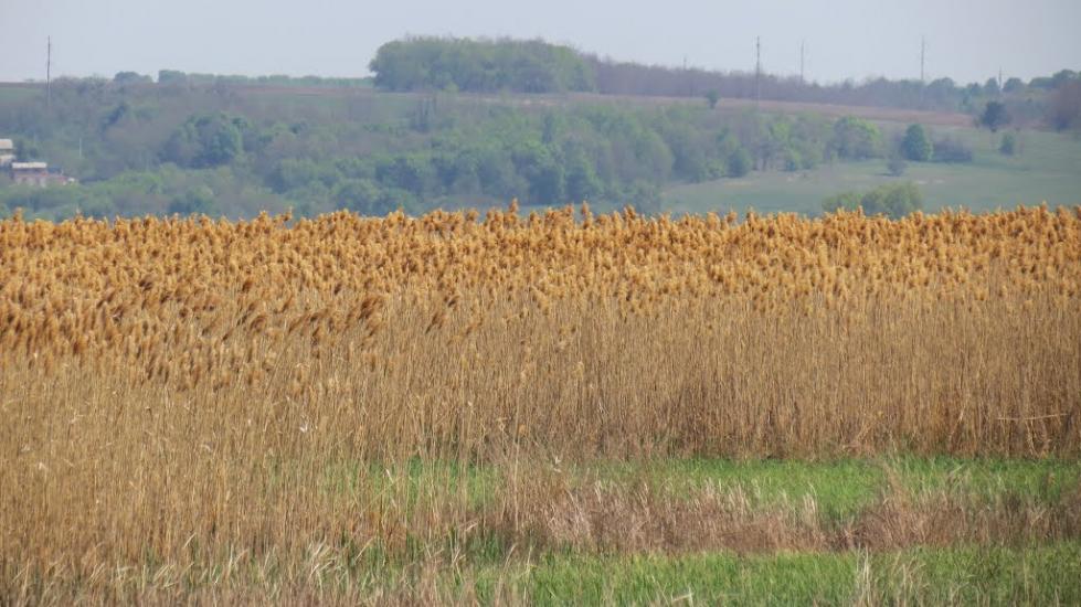 Степанівка з panoramio.com - Степановка