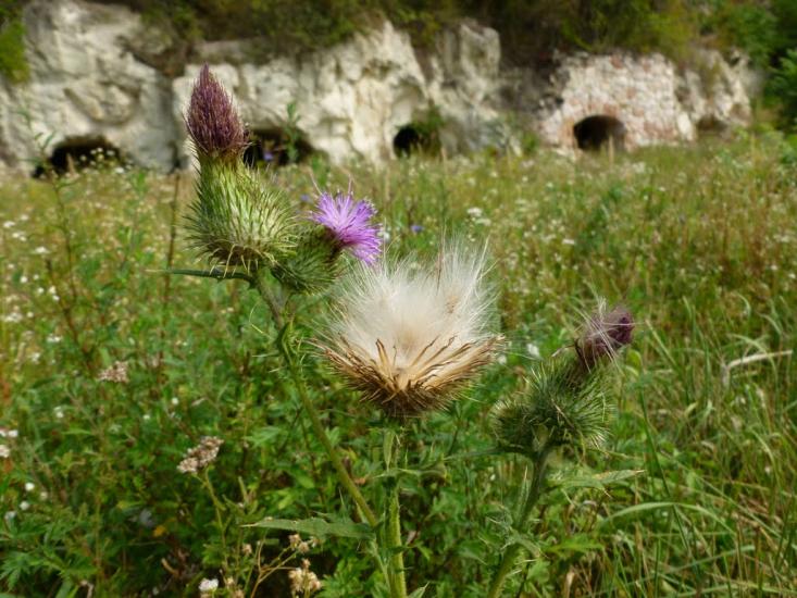 Мужієво з panoramio.com - Muzhiyevo