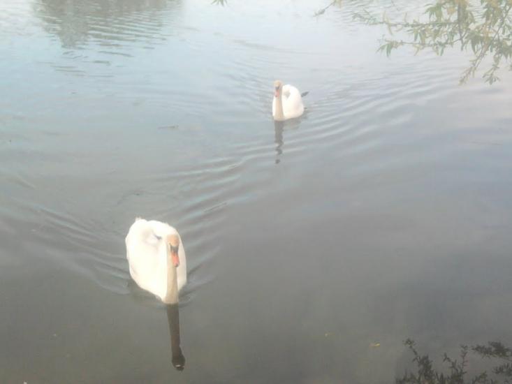 Товсте з panoramio.com - Толстое