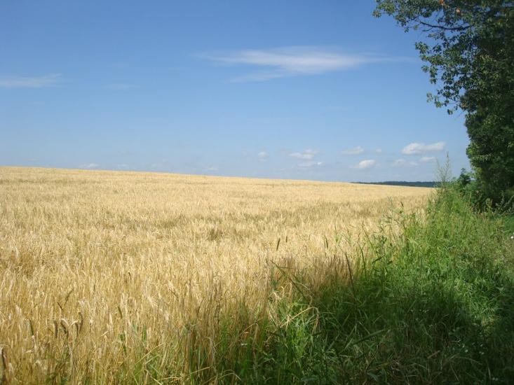 Ружичанка з panoramio.com - Ружичанка