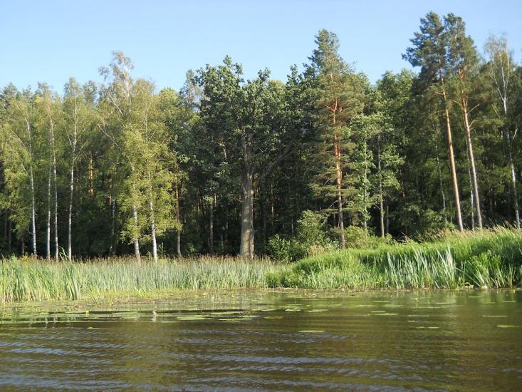 Струмок з panoramio.com - Струмок