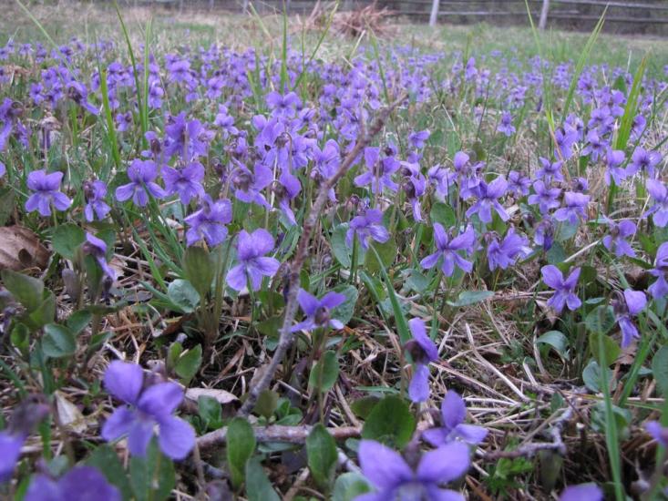 Кам'янка з panoramio.com - Кам'янка