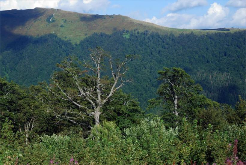 Вовчий з panoramio.com - Волчий