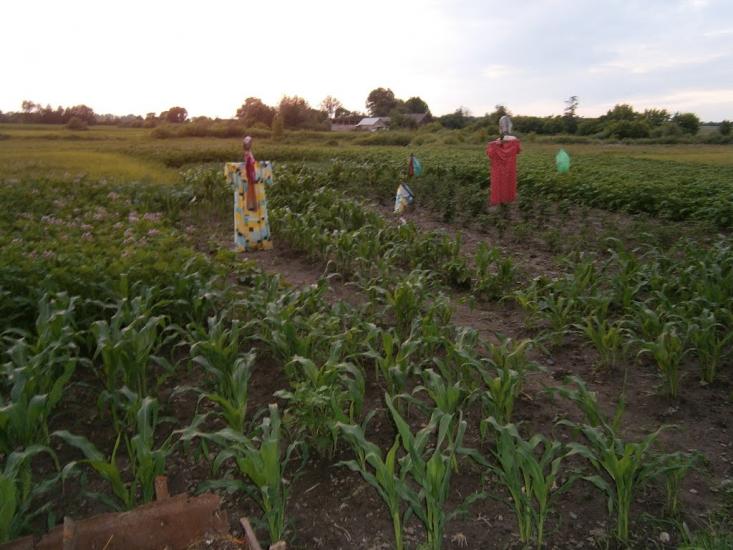 Рачки з panoramio.com - Рачки