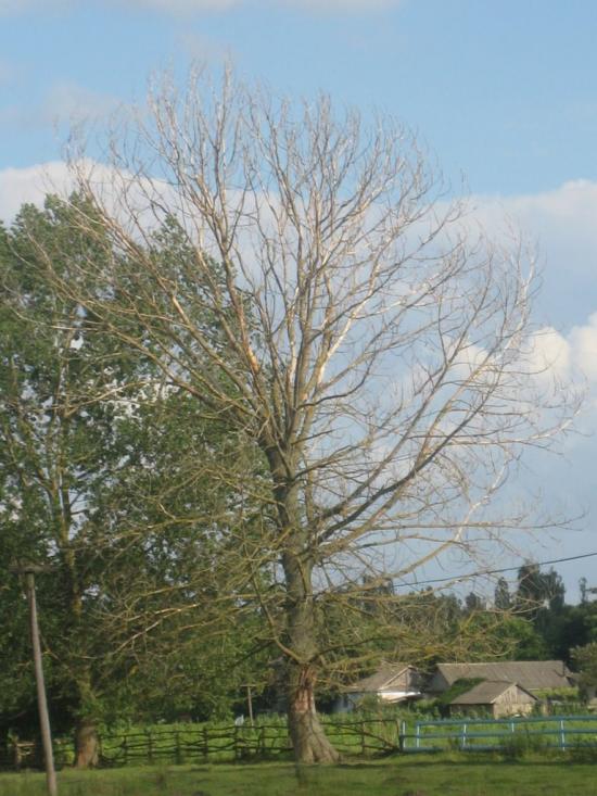 Карасиха з panoramio.com - Карасиха