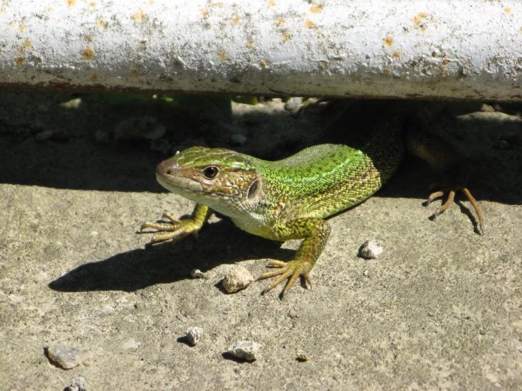 Романківці з panoramio.com - Романковцы