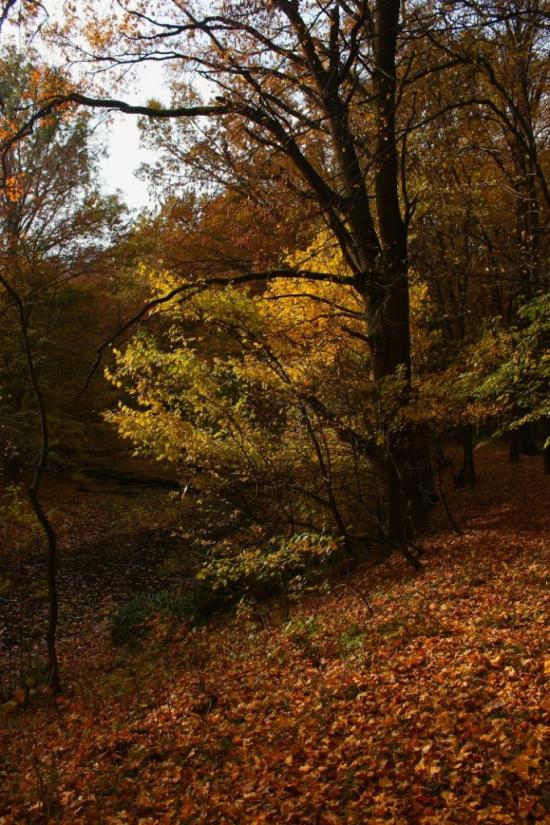 Малі Селменці з panoramio.com - Малые Селлменцы