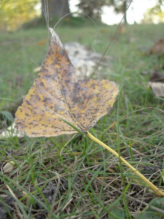 Жукин з panoramio.com - Zhukyn