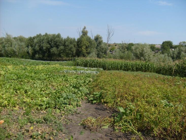 Мала Виска з panoramio.com - Малая Виска