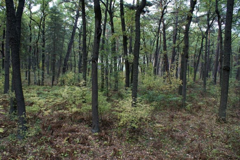 Коропове з panoramio.com - Koropove