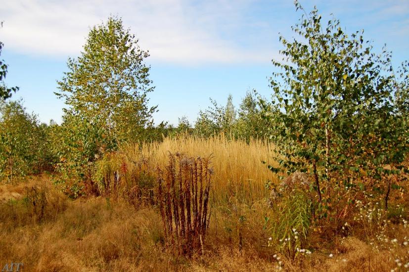 Велика Ведмежка з panoramio.com - Великая Ведмежка