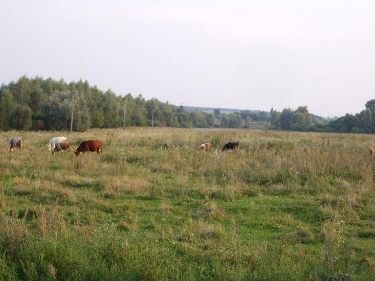 Грушківка з panoramio.com - Грушковка