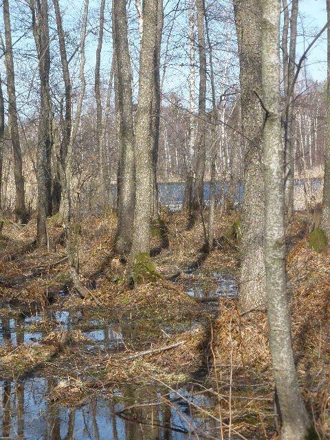 Великі Телковичі з panoramio.com - Великі Телковичі