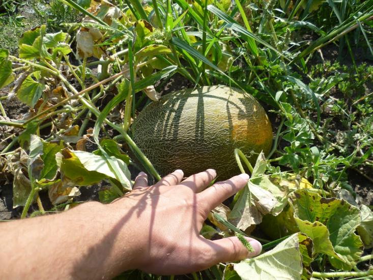 Гоголеве з panoramio.com - Гоголеве